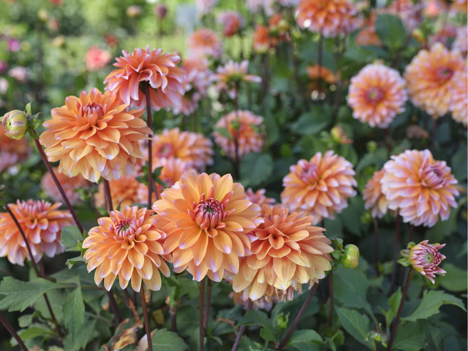 Daalia 'Peaches & Vanilla'